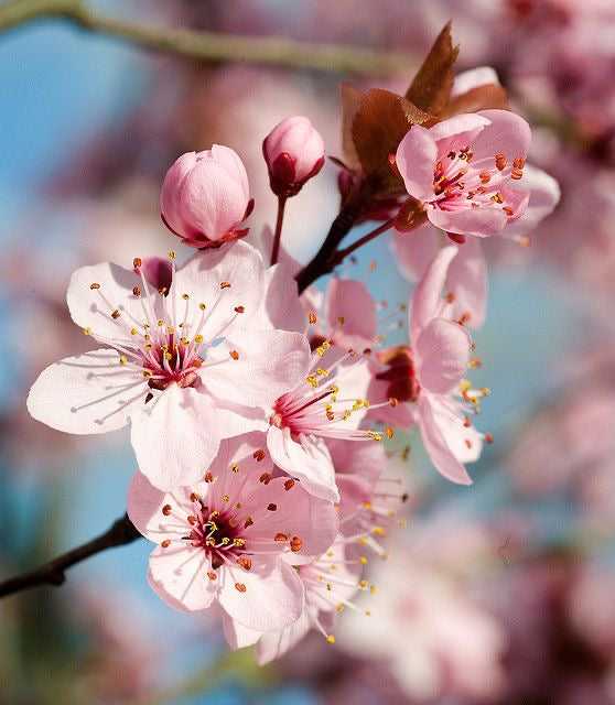 Cherry Blossom - Royal Platinum UK